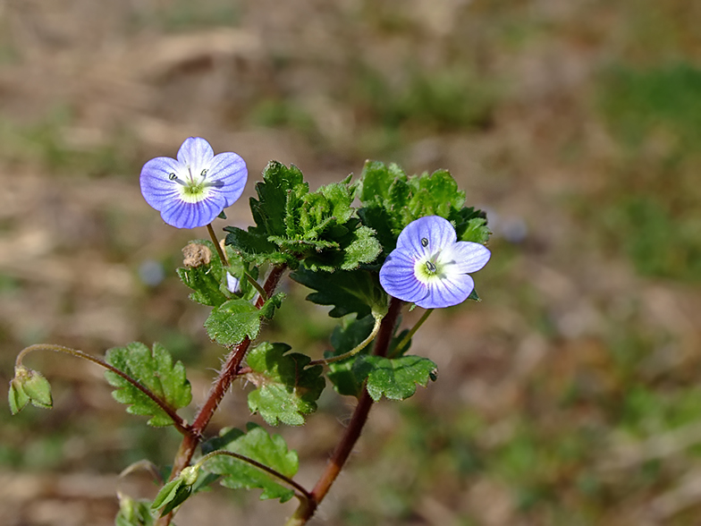 Veronica persica Lavours