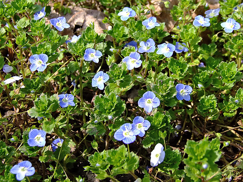 Veronica persica Lavours groupe