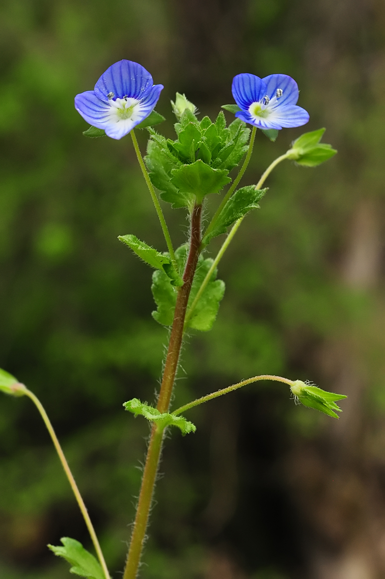 Veronica persica