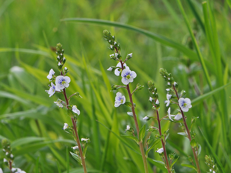 Veronica serpyllifolia