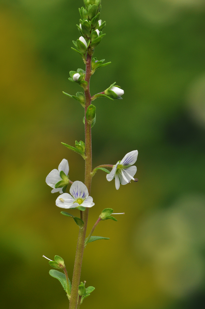 Veronica serpyllifolia