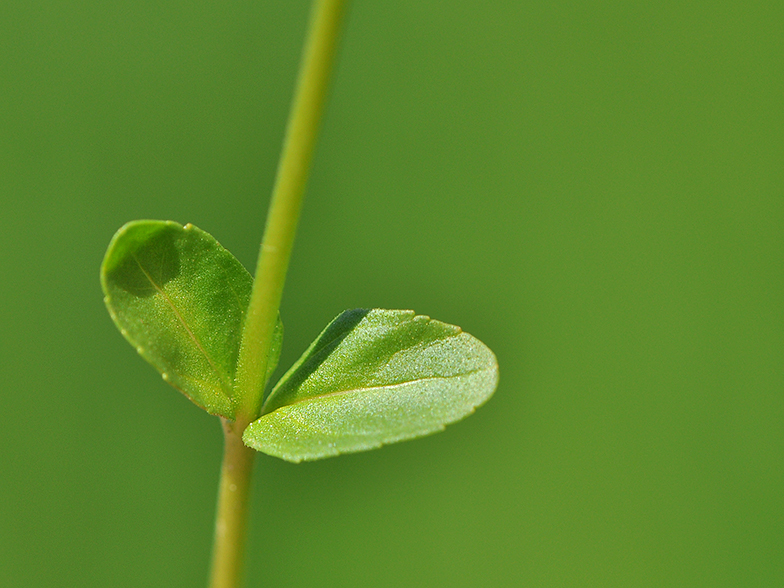 Veronica serpyllifolia