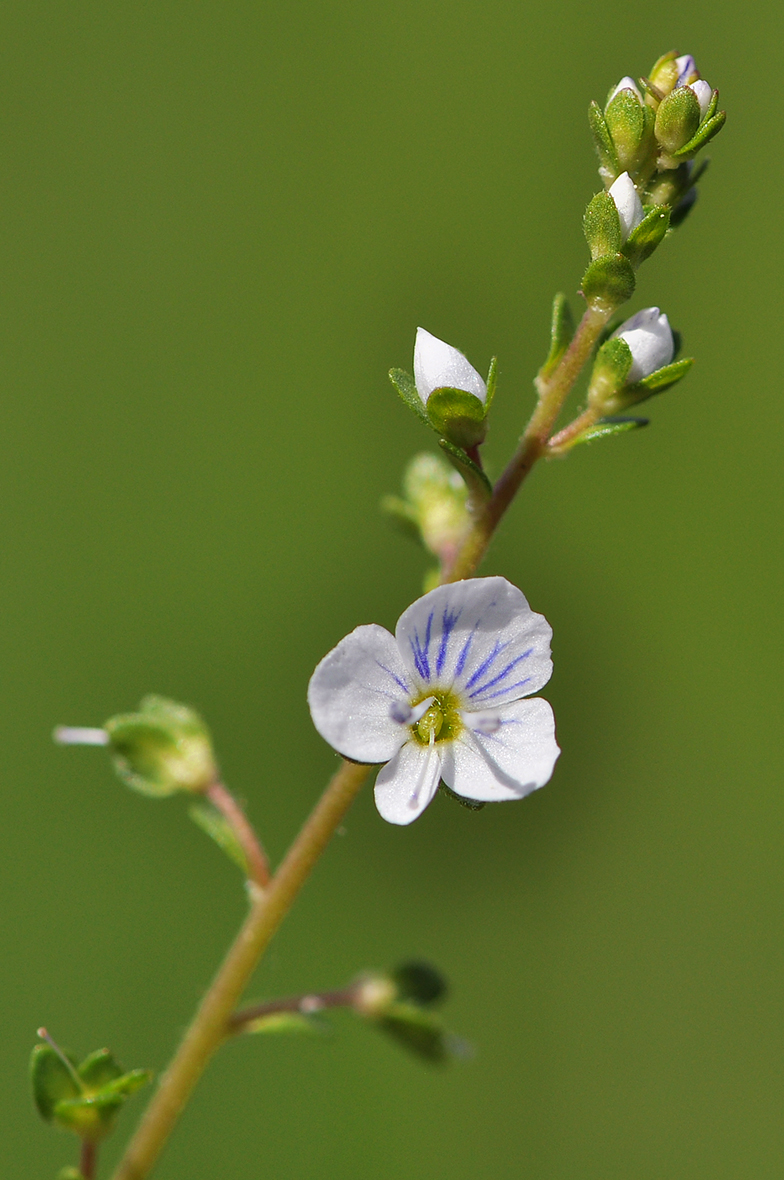 Veronica serpyllifolia