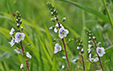 Veronica serpyllifolia