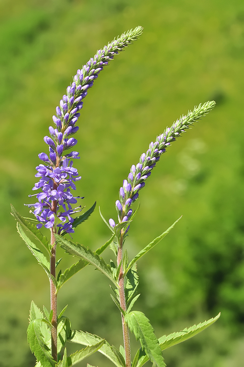 Veronica spicata