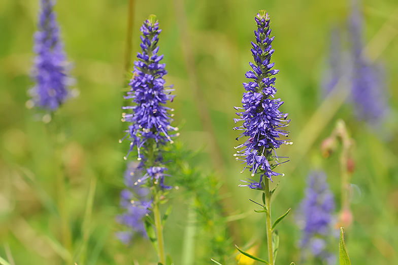 Veronica spicata