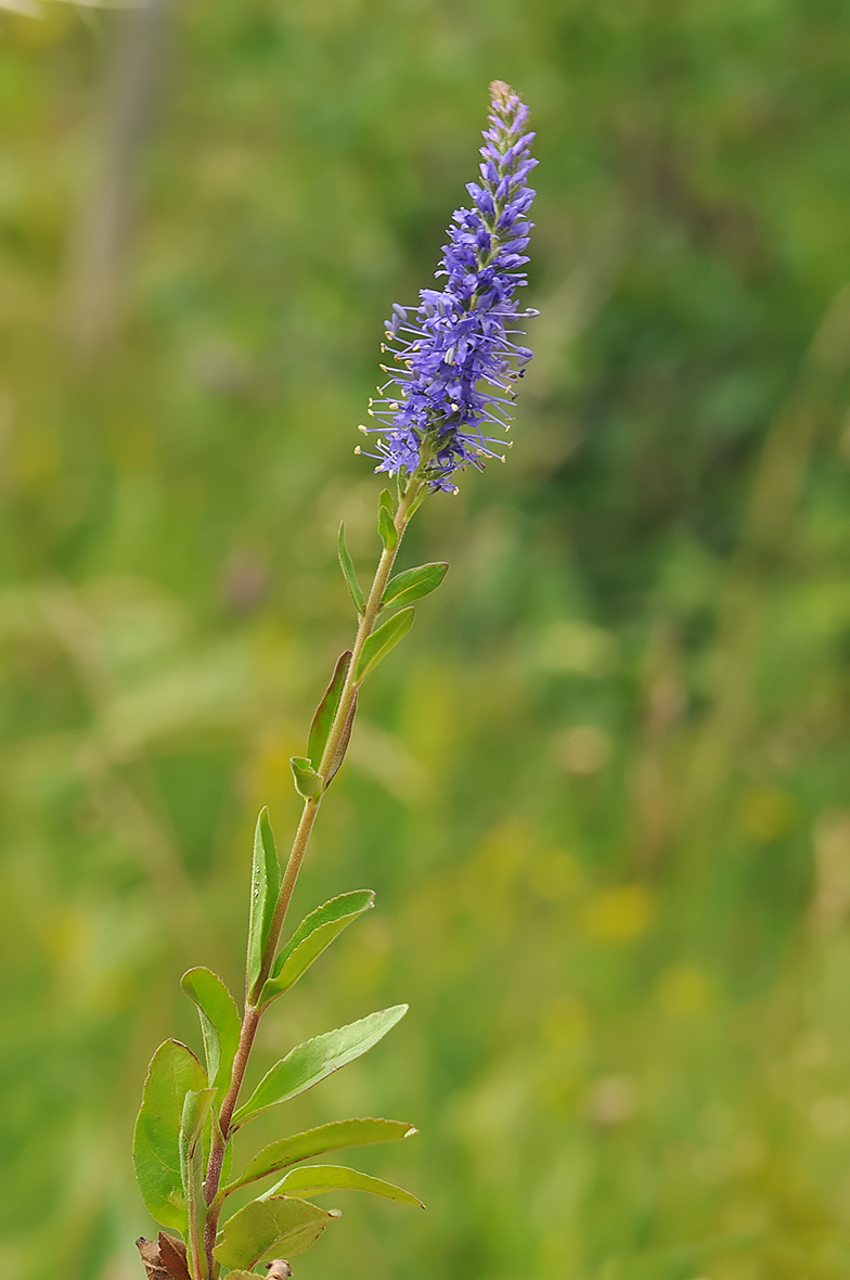 Veronica spicata