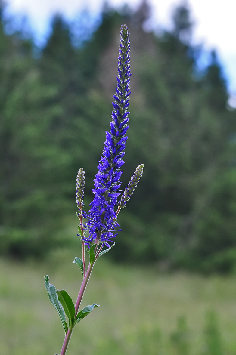 Veronica spicata