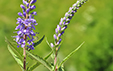 Veronica spicata