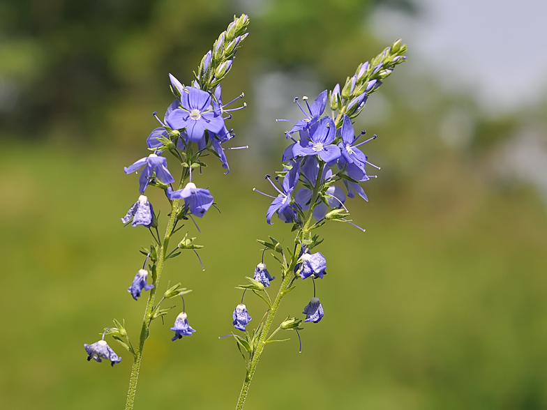 Veronica teucrium