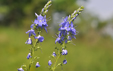 Veronica teucrium