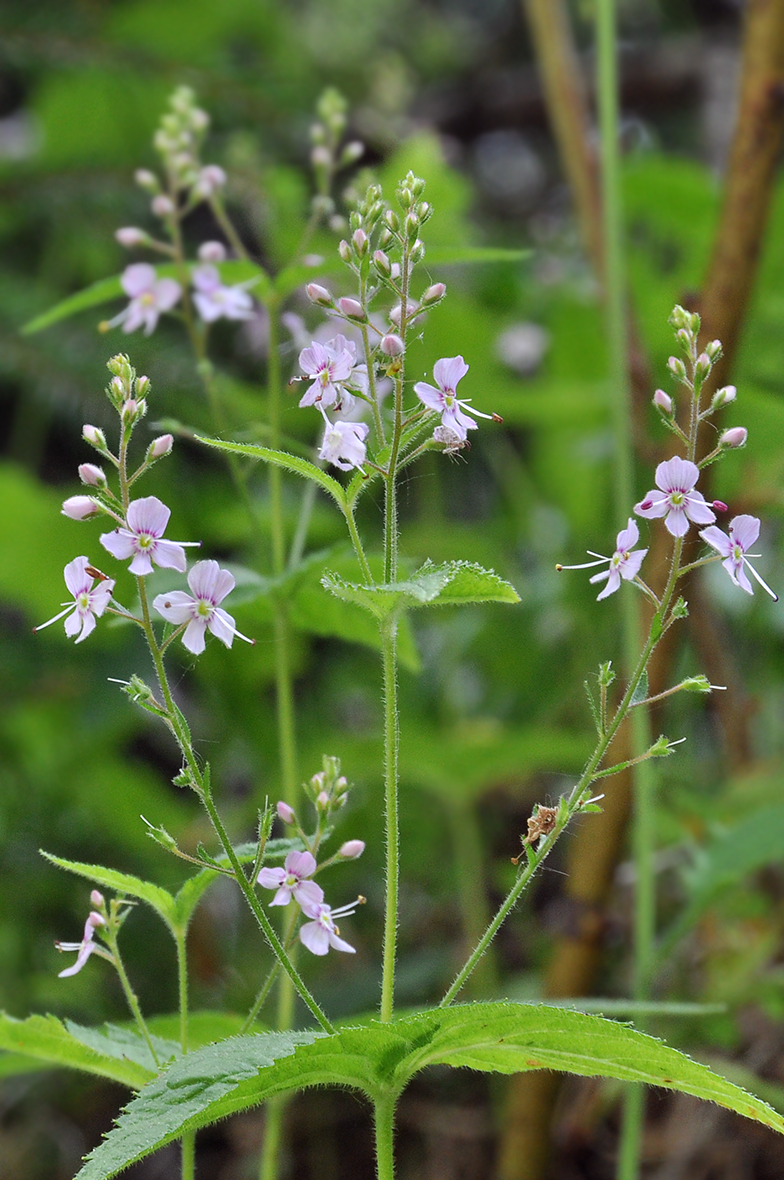 Veronica urticifolia