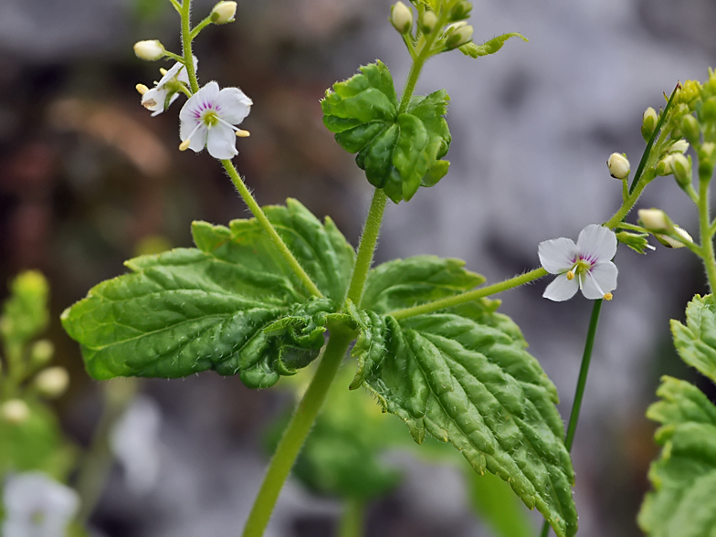 Veronica urticifolia