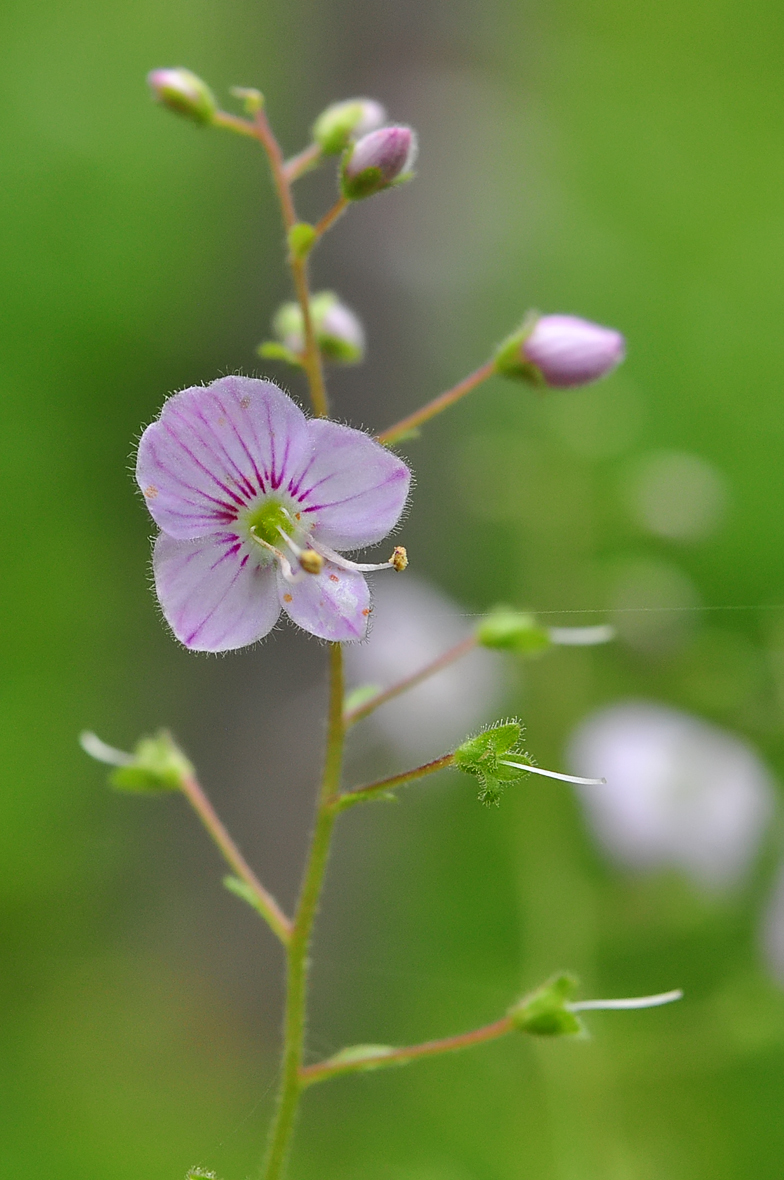 Veronica urticifolia