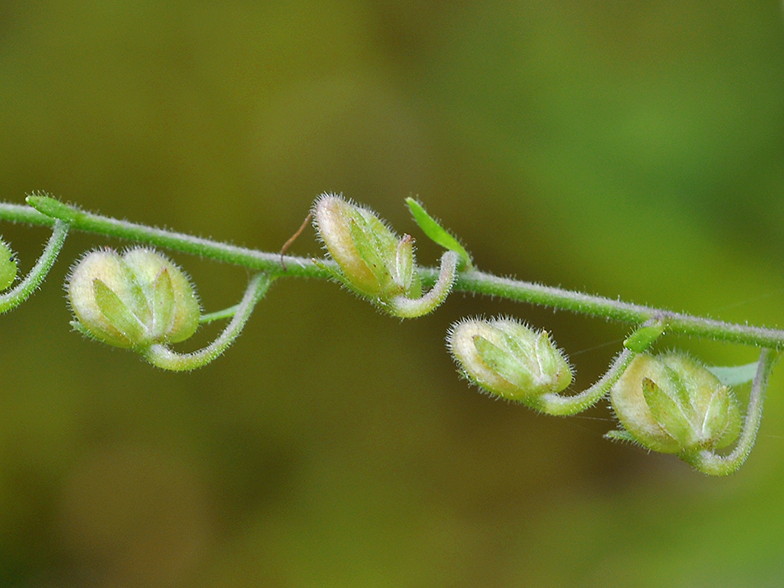 Veronica urticifolia fruits