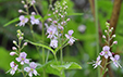 Veronica urticifolia