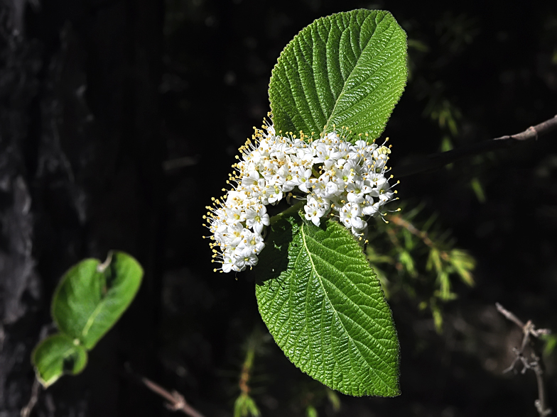 Viburnum lantana