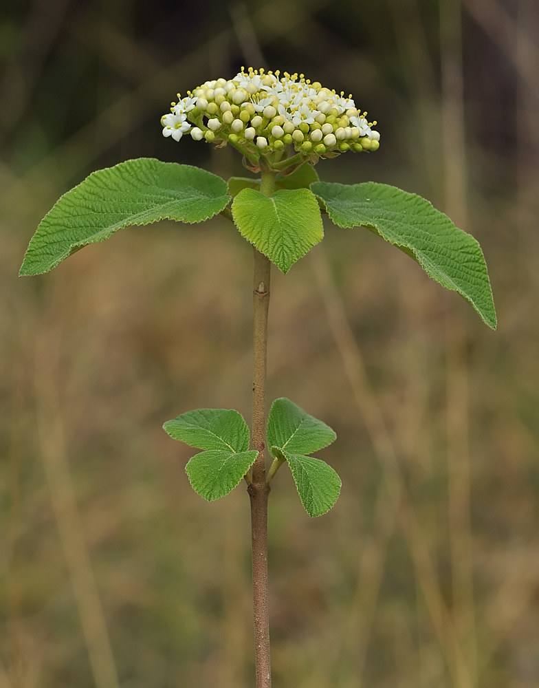 Viburnum lantana