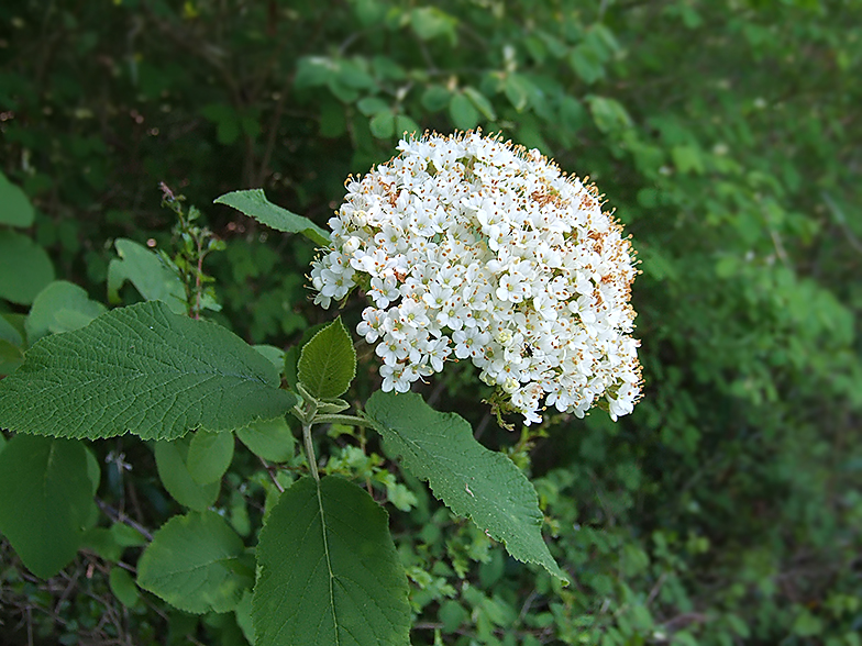 Viburnum lantana