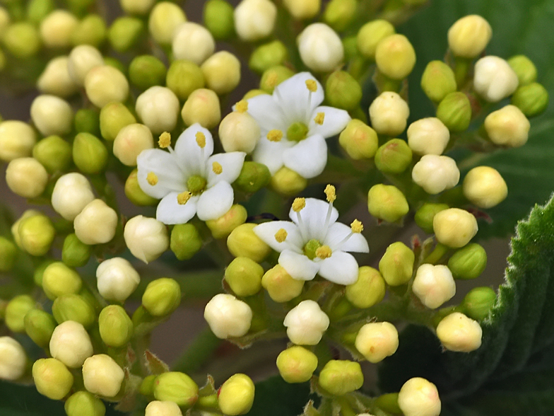 Viburnum lantana