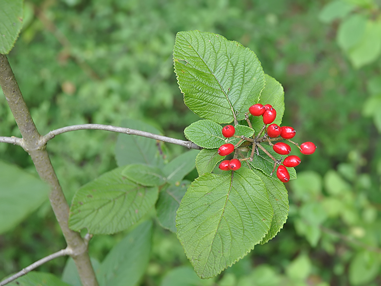 Viburnum lantana fruits