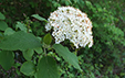 Viburnum lantana