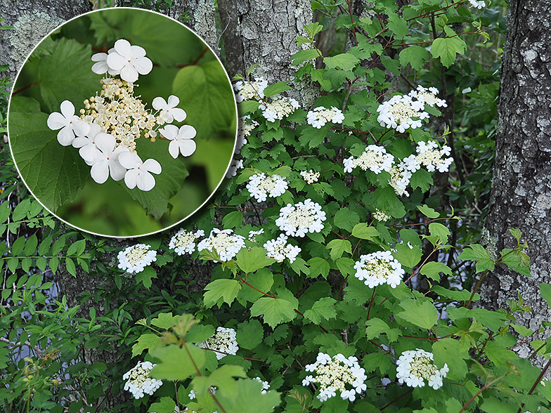 Viburnum opulus