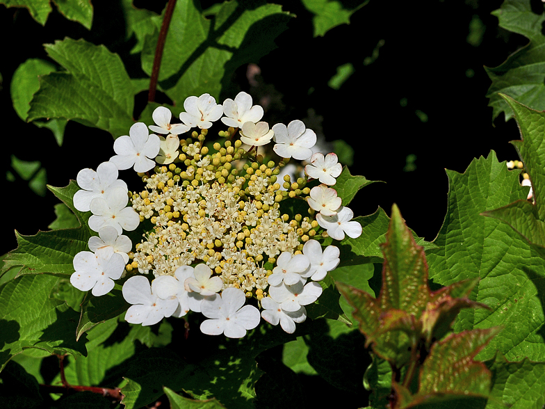 Viburnum opulus