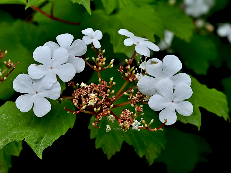 Viburnum opulus