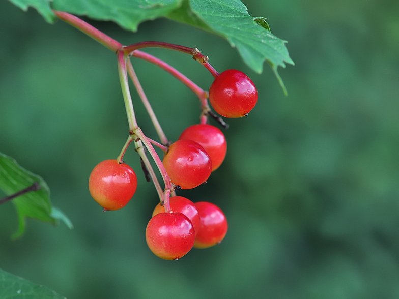 Viburnum opulus