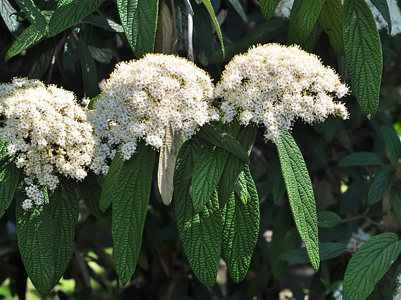 Viburnum rhytidophyllum