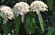 Viburnum rhytidophyllum