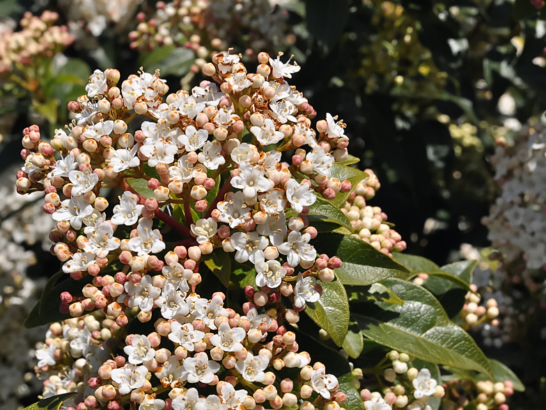 Viburnum tinus