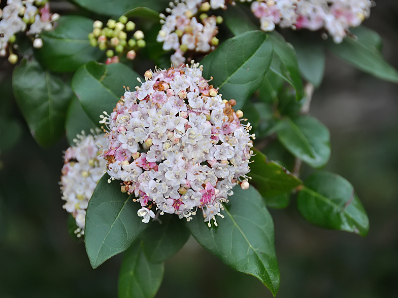 Viburnum tinus