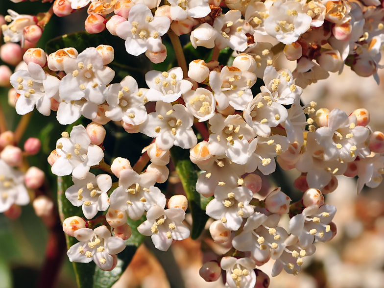 Viburnum tinus