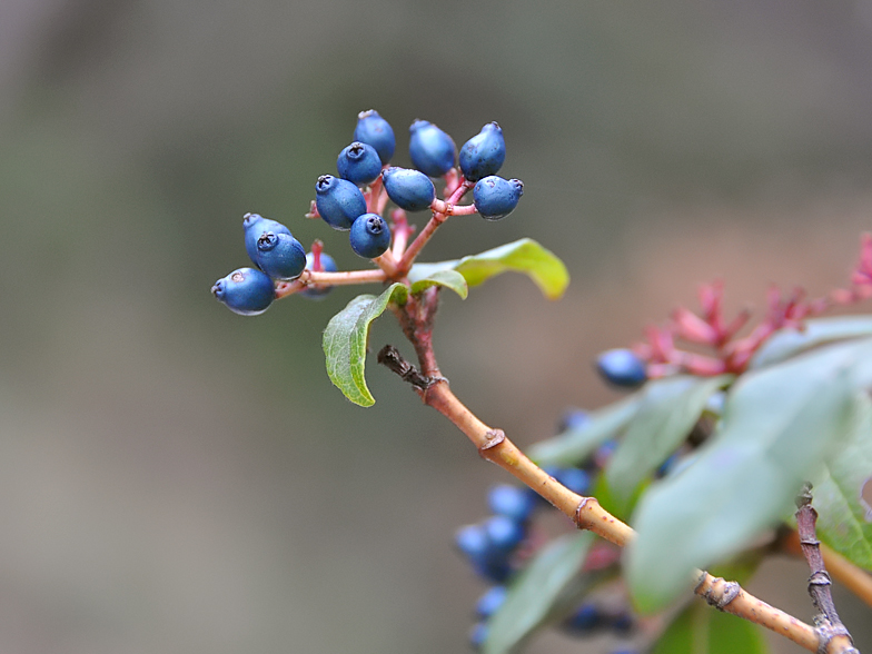 Viburnum tinus