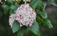 Viburnum tinus