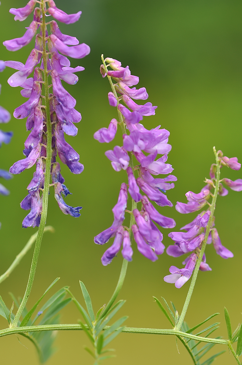 Vicia cracca