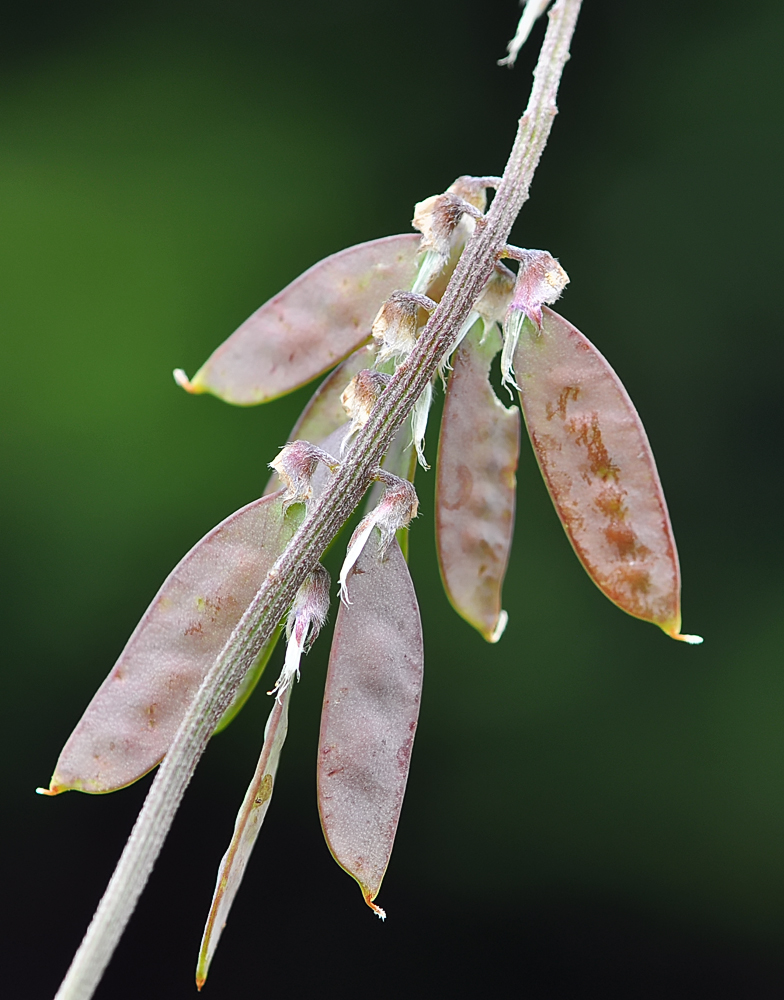 Vicia cracca