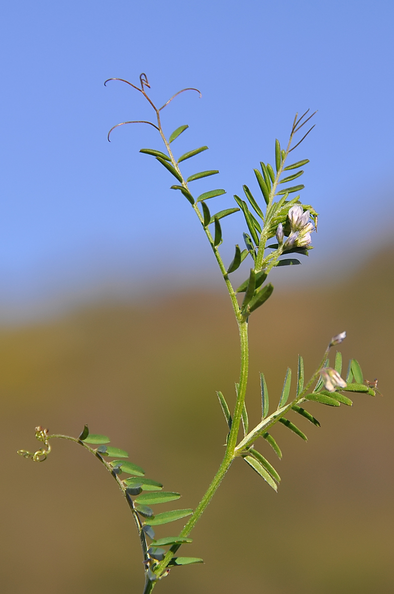 Vicia hirsuta