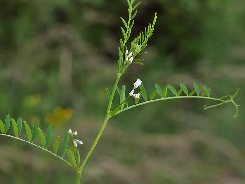 Vicia hirsuta