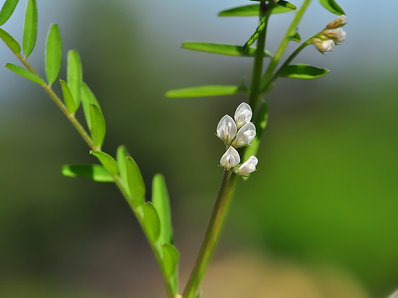 Vicia hirsuta