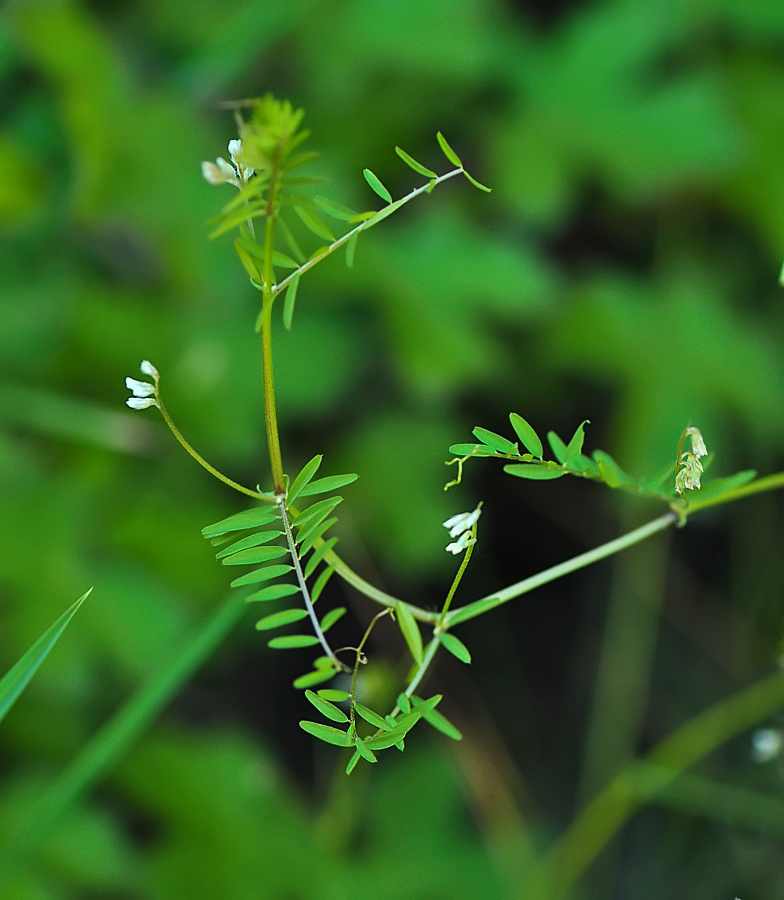 Vicia hirsuta