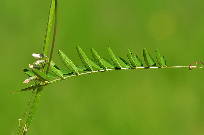 Vicia hirsuta