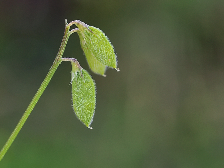 Vicia hirsuta