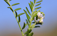 Vicia hirsuta