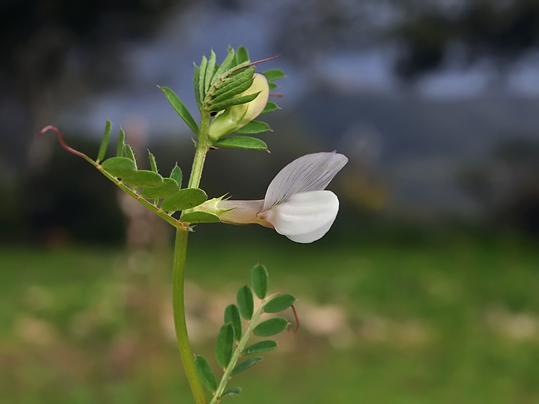 Vicia hybrida