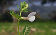 Vicia hybrida