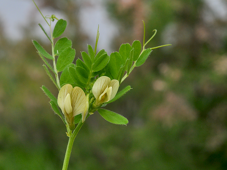 Vicia lutea