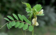 Vicia lutea